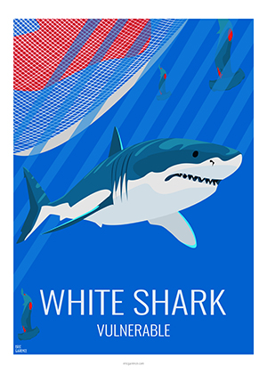 Eric Garence artiste Niçois WhiteShark Requin blanc dessin art